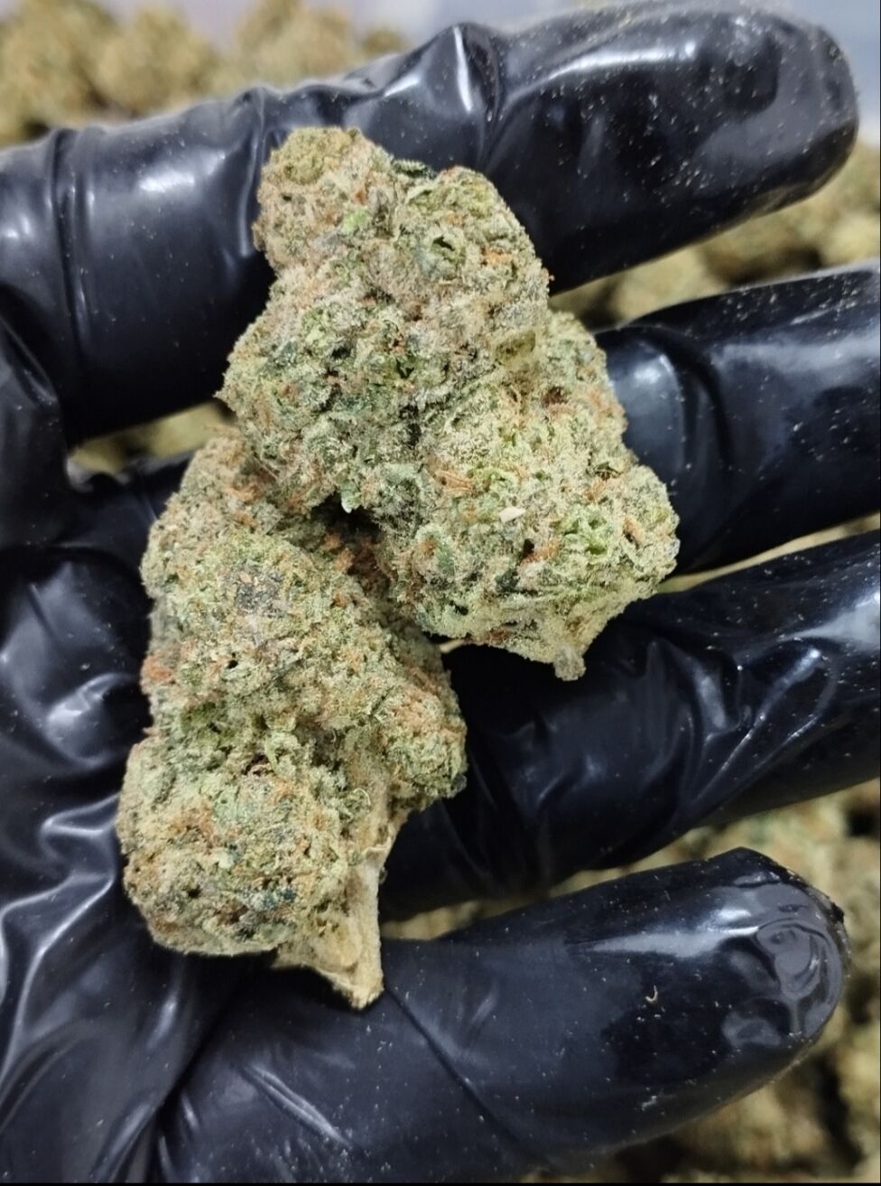 Purple Punch VHQ