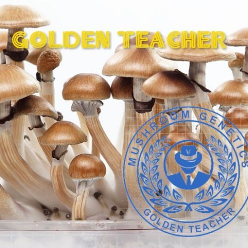 GOLDEN TEACHER