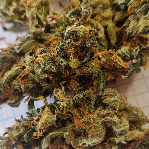 WhiteWidow VHQ